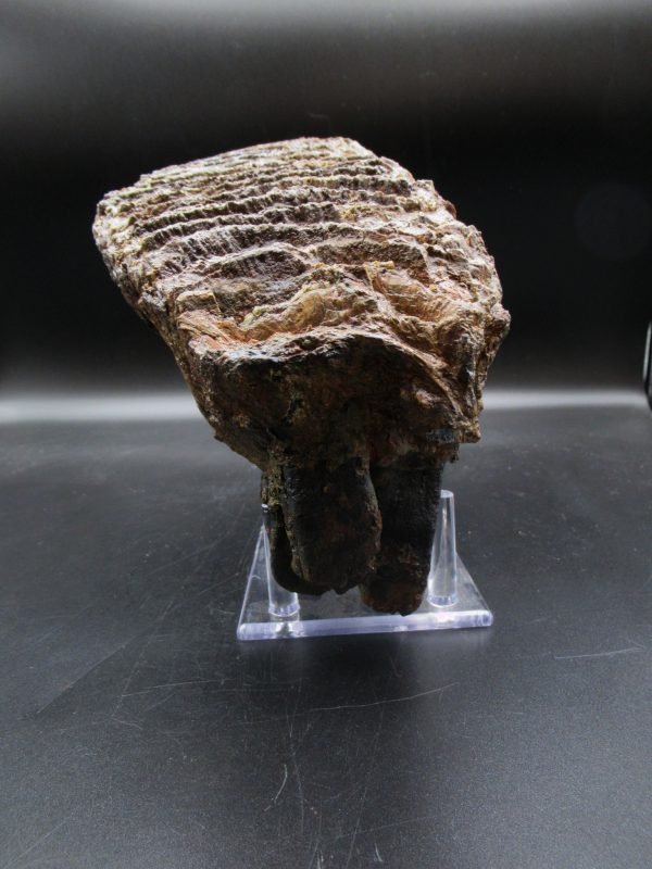 Genuine Woolly Mammoth Tooth Fossil #10, Ice Age Alaska - Image 6