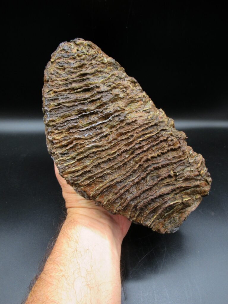 Genuine Woolly Mammoth Tooth Fossil #10