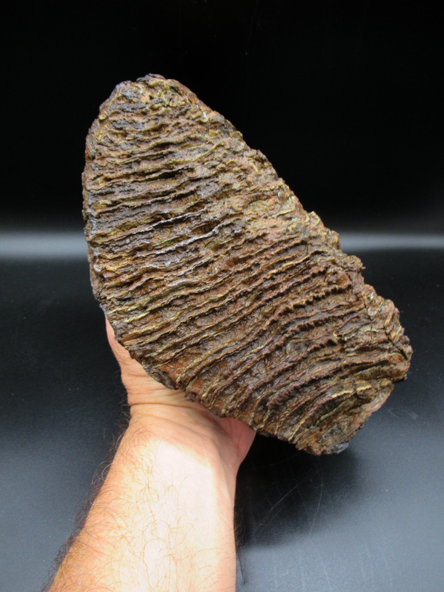Genuine Woolly Mammoth Tooth Fossil #10