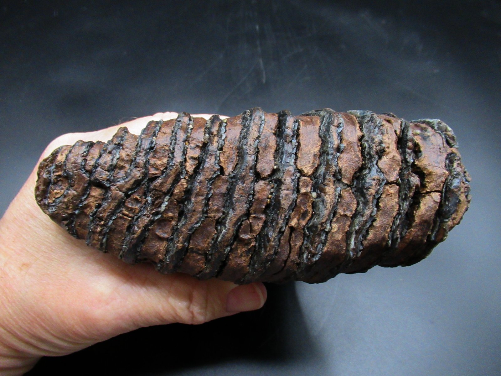 Genuine Woolly Mammoth Tooth Fossil #15, Ice Age Alaska - Image 6
