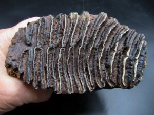 Woolly Mammoth Tooth Fossil #16