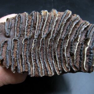 Woolly Mammoth Tooth Fossil #16