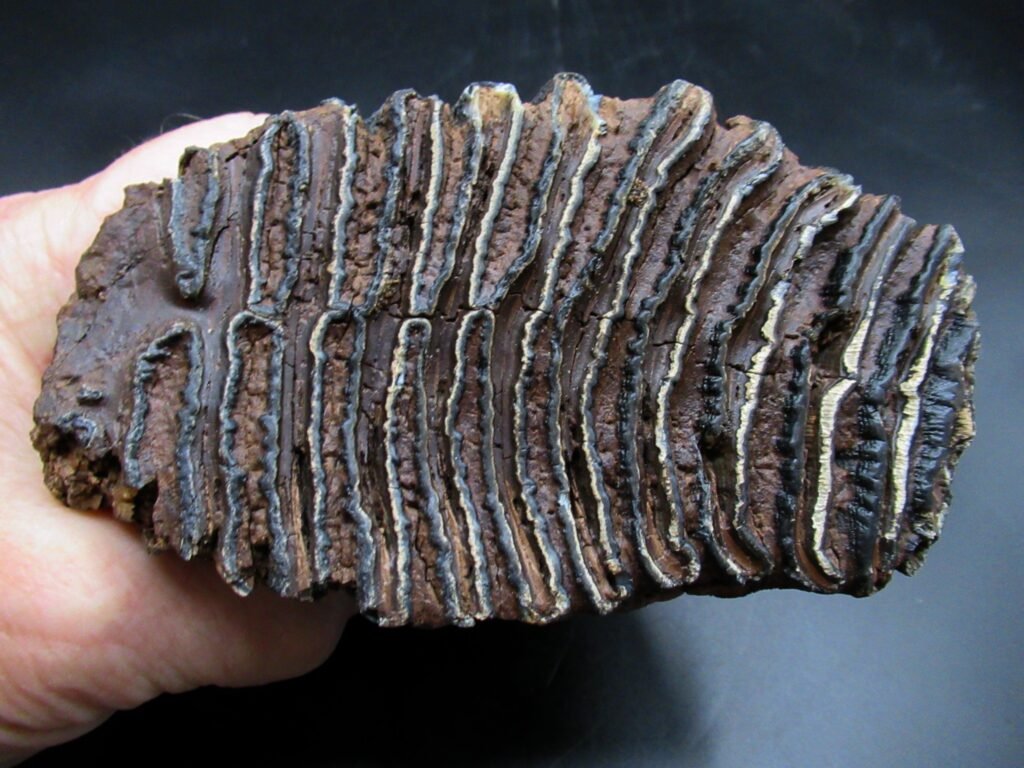 Woolly Mammoth Tooth Fossil #17