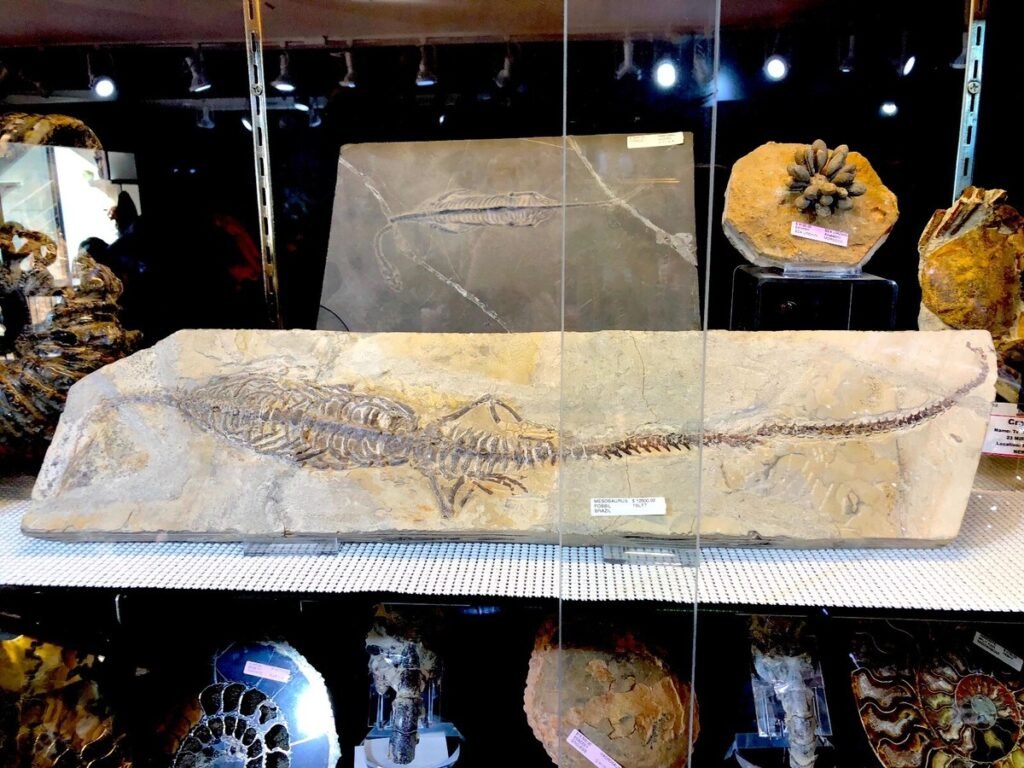 fossil display