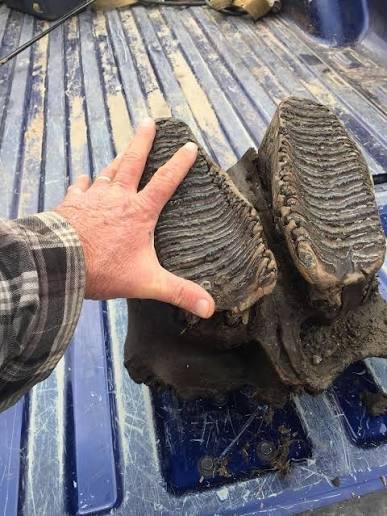 mammoth tooth