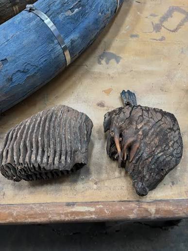 mammoth tooth