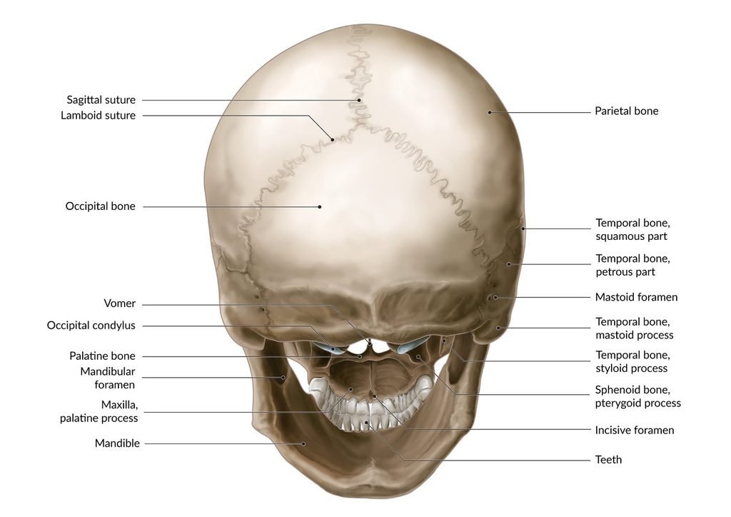 skull anatomy