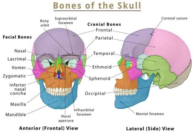 skull anatomy