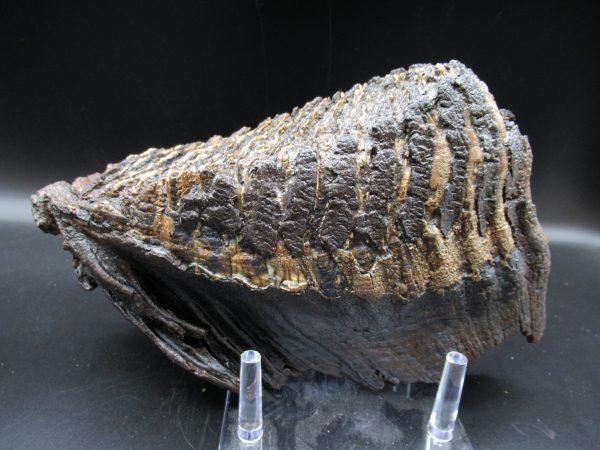 Genuine Woolly Mammoth Tooth Fossil #11, Ice Age Alaska - Image 2