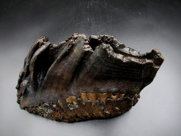Genuine Woolly Mammoth Tooth Fossil #11, Ice Age Alaska - Image 3