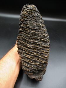 woolly mammoth tooth fossil #11 Alaska