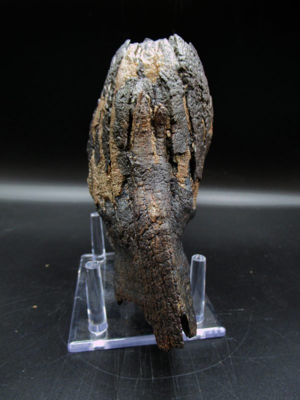 Genuine Woolly Mammoth Tooth Fossil #11, Ice Age Alaska - Image 4