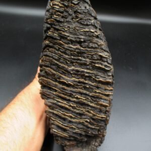woolly mammoth tooth fossil #11 Alaska