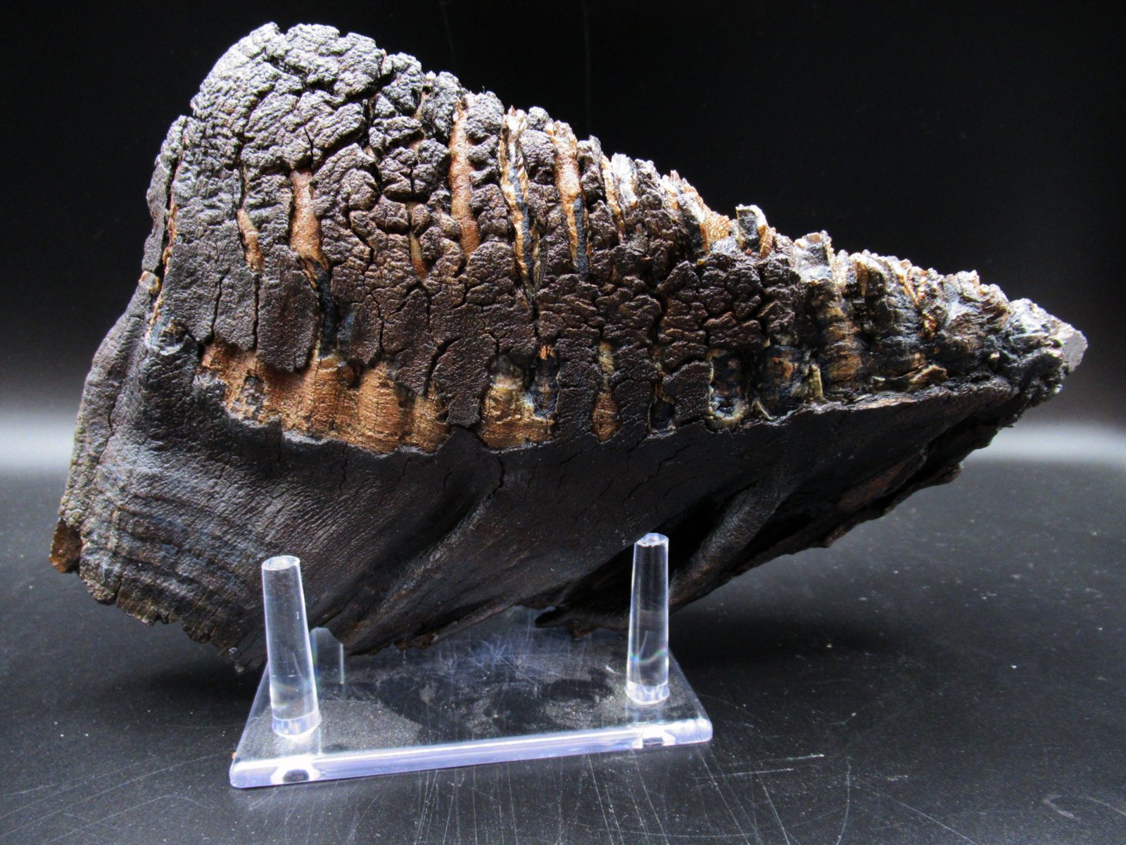 Genuine Woolly Mammoth Tooth Fossil #11, Ice Age Alaska - Image 5