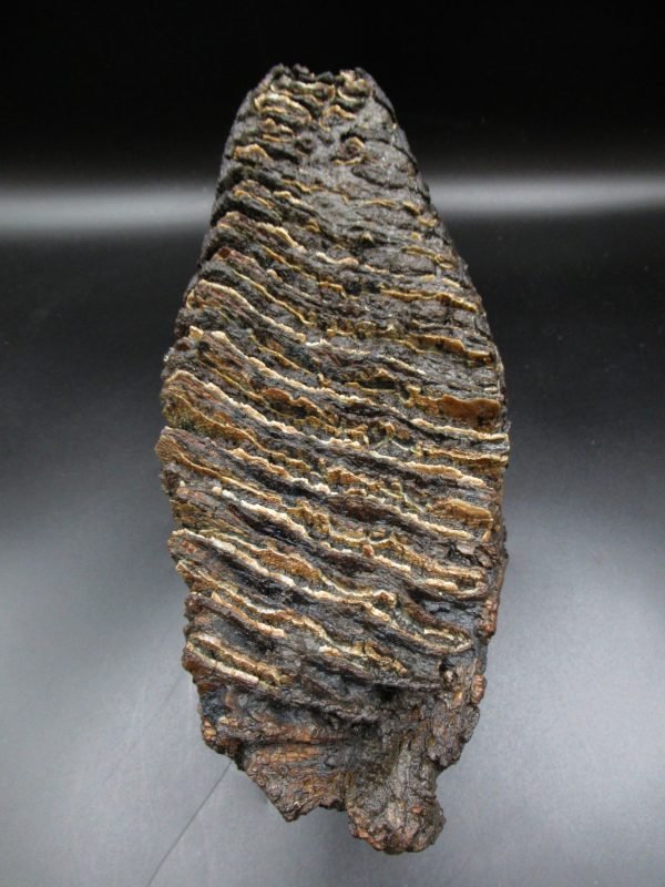 Genuine Woolly Mammoth Tooth Fossil #11, Ice Age Alaska - Image 6