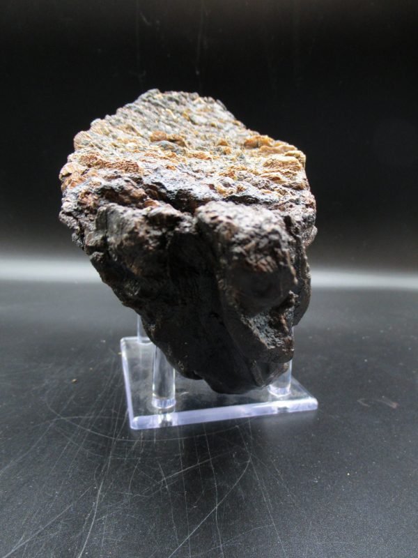 Genuine Woolly Mammoth Tooth Fossil #11, Ice Age Alaska - Image 7